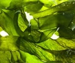 Wakame Extract (leaf)